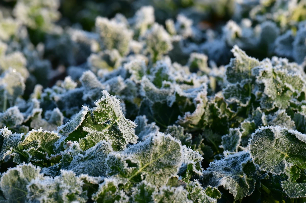 Wiosna w odwrocie, zima w natarciu, przynajmniej w górach. Tam w weekend możliwe są opady deszczu ze śniegiem. W całym kraju poczujemy powiew arktycznego powietrza, szczególnie w nocy. 