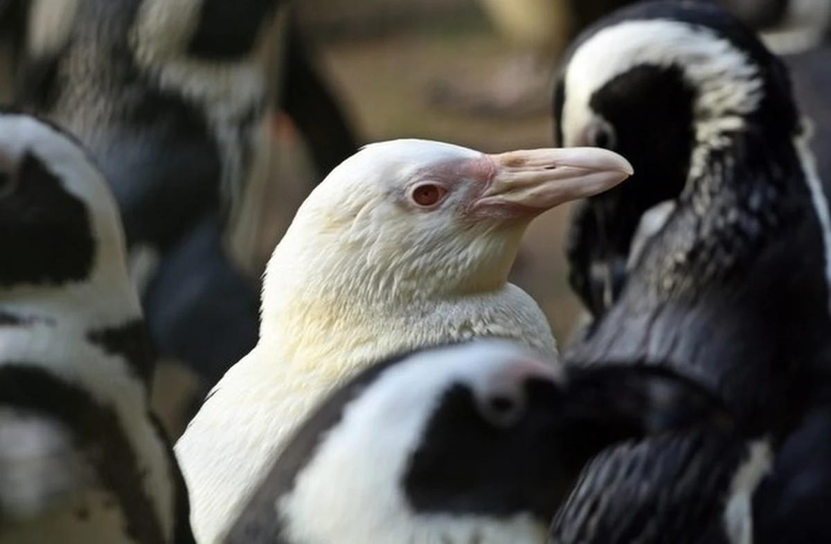 Kokosanka - pingwinka albinoska z gdańskiego zoo - zdobyła tytuł "Pingwina Roku". To dzięki głosom oddanym przez internautów z całego świata.