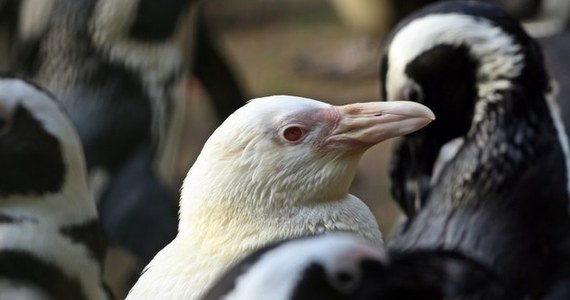 Kokosanka - pingwinka albinoska z gdańskiego zoo - zdobyła tytuł "Pingwina Roku". To dzięki głosom oddanym przez internautów z całego świata.