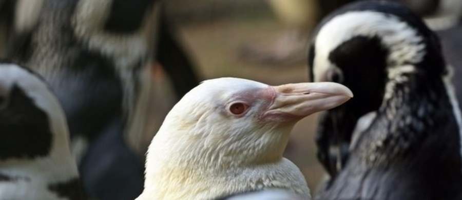 Kokosanka - pingwinka albinoska z gdańskiego zoo - zdobyła tytuł "Pingwina Roku". To dzięki głosom oddanym przez internautów z całego świata.