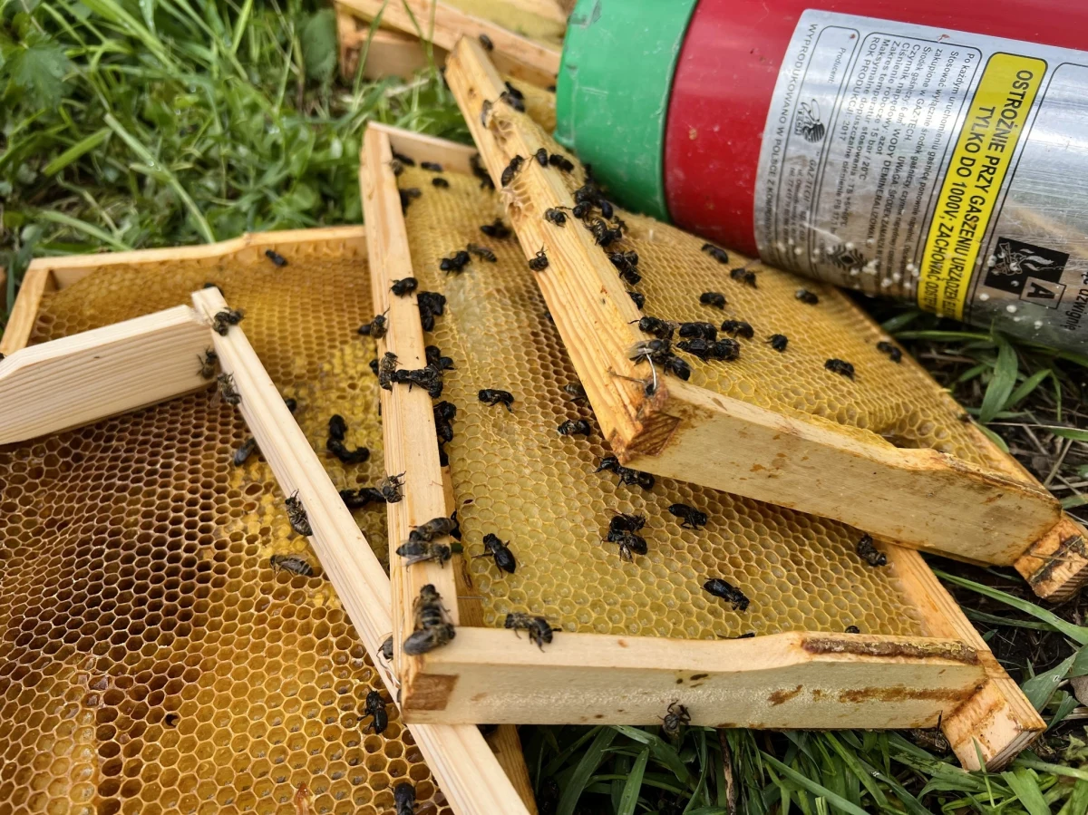 Dwójka 13-latków jest odpowiedzialna za zniszczenie pasieki w ogrodzie pałacowym w stołecznym Wilanowie. Nastolatkowie tłumaczyli policjantom, że chcieli spróbować miodu. O ich losie zadecyduje sąd rodzinny.