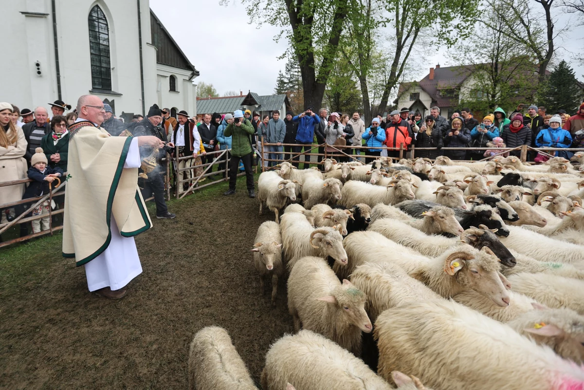 Bacowie, juhasi i hodowcy owiec uroczyście zainaugurowali dziś tegoroczny sezon pasterski. Spotkanie odbyło się w sanktuarium maryjnym w podhalańskim Ludźmierzu. Pasterze przyznają, że chcieliby ruszyć z owcami w góry już teraz, ale przez opady śniegu, muszą poczekać do maja. 