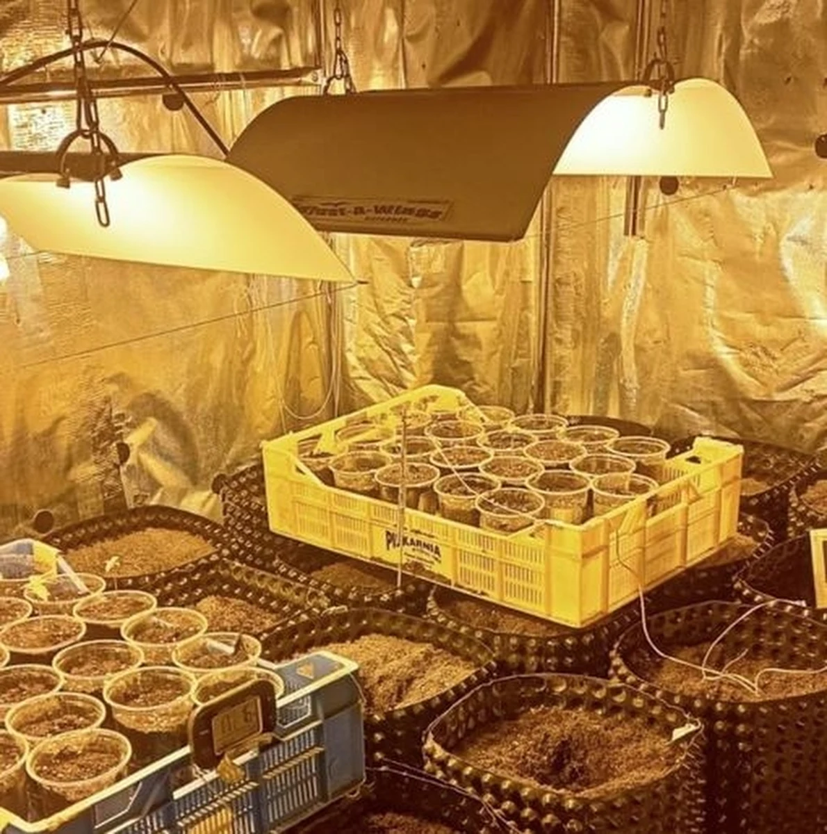 Drzwi w szafie nie prowadziły wcale do Narnii, a do ukrytej w osobnym pomieszczeniu plantacji konopi. Policjanci z Rabki-Zdroju zatrzymali 45-latka i przejęli ponad 7 kilogramów marihuany.   