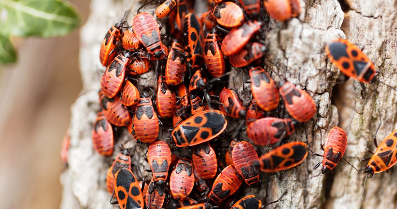 Nazywany "tramwajarzem" lub "cmentarnikiem". Co robić, gdy pojawi się w ogrodzie?