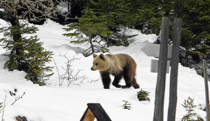 "Niedźwiedzie są coraz bardziej aktywne". TPN podjął decyzję