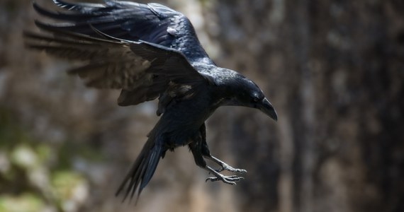 W wielu węgierskich miastach ptaki, przede wszystkim wrony, coraz częściej atakują ludzi - donosi portal Index. Dodaje, że niektóre incydenty przypominają sceny z klasycznego horroru Alfreda Hitchcocka „Ptaki”.