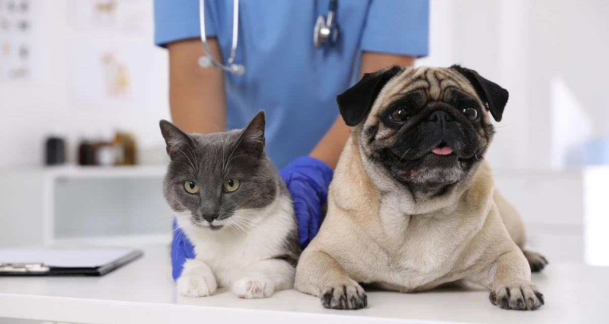 Z kilkumiesięcznym opóźnieniem w Warszawie ruszy program dofinansowania zabiegów kastracji i sterylizacji psów oraz kotów. Pomoc jest znacząca, bo sterylizacja może kosztować ponad tysiąc złotych. Najpierw Radzie Miasta długo zajęło przyjęcie przepisów, a teraz są problemy z przetargiem. W 12 z 18 stołecznych dzielnic żadna lecznica weterynaryjna nie stanęła do przetargu.