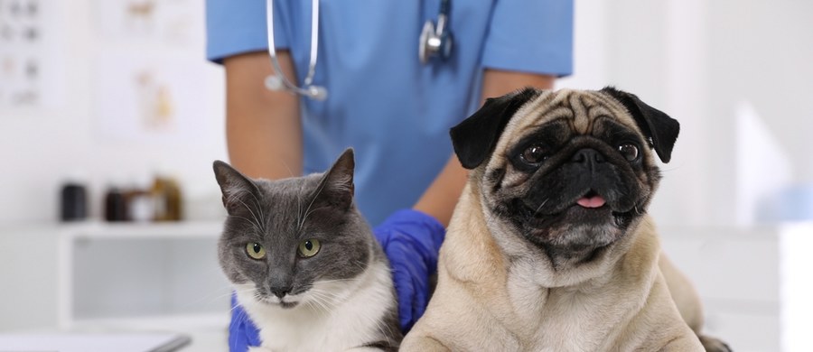 Z kilkumiesięcznym opóźnieniem w Warszawie ruszy program dofinansowania zabiegów kastracji i sterylizacji psów oraz kotów. Pomoc jest znacząca, bo sterylizacja może kosztować ponad tysiąc złotych. Najpierw Radzie Miasta długo zajęło przyjęcie przepisów, a teraz są problemy z przetargiem. W 12 z 18 stołecznych dzielnic żadna lecznica weterynaryjna nie stanęła do przetargu.