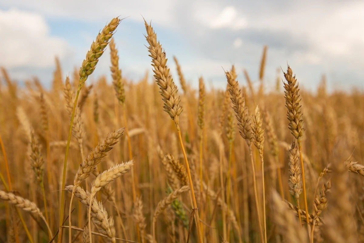 Parlament Europejski wspiera Ukrainę w obliczu rosyjskiej agresji. Eurodeputowani przegłosowali dziś przedłużenie zawieszenia ceł importowych i kontyngentów na ukraińskie produkty rolne na kolejny rok, do 5 czerwca 2025 roku.