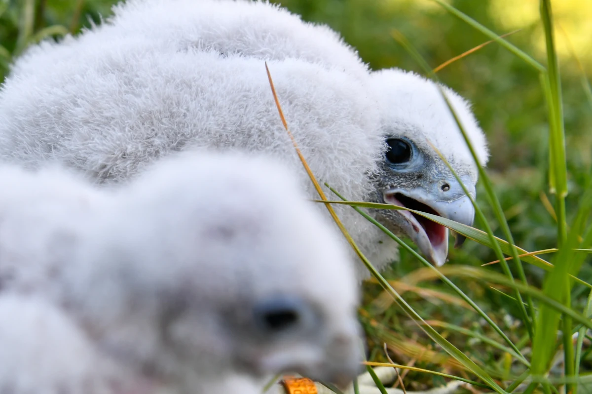 Cztery sokoły wędrowne wykluły się w budce lęgowej na terenie głównego zakładu produkcyjnego Orlenu w Płocku (Mazowieckie). W związku z nowym przychówkiem ogłoszono konkurs na imiona dla piskląt.