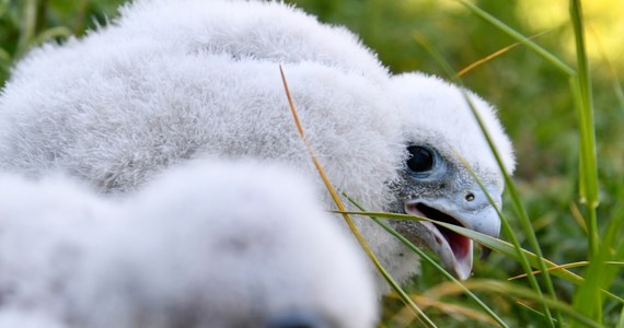 Cztery sokoły wędrowne wykluły się w budce lęgowej na terenie głównego zakładu produkcyjnego Orlenu w Płocku (Mazowieckie). W związku z nowym przychówkiem ogłoszono konkurs na imiona dla piskląt.