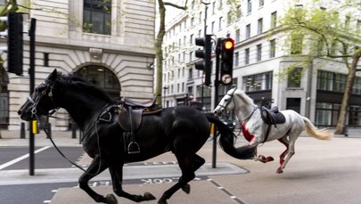 Spłoszone konie biegały po Londynie. Jeden cały we krwi [FILMY I ZDJĘCIA]