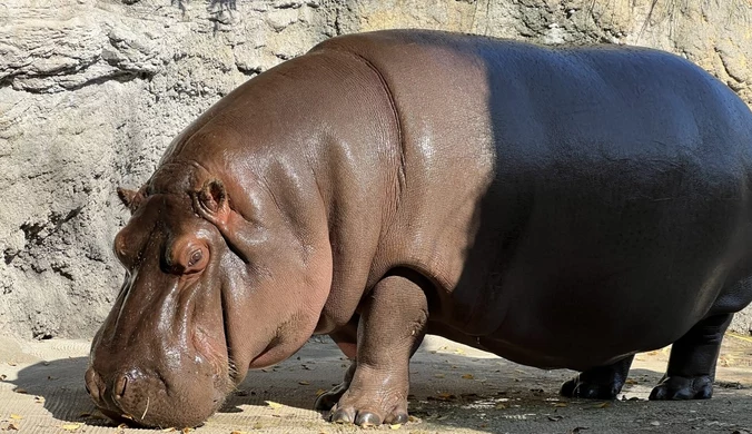 Kuriozalna pomyłka w zoo. Prawda wyszła na jaw po siedmiu latach