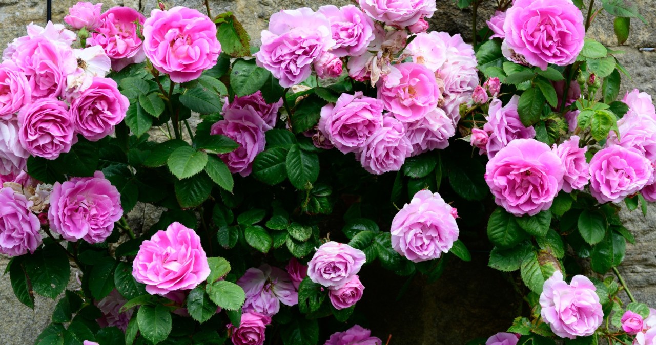 Sekret bujnego kwitnienia róż? Ten składnik na pewno masz już w kuchni!