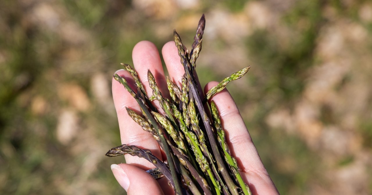 Najdroższe warzywo świata. W Polsce chwast, a Niemcy płacą po 1000 euro