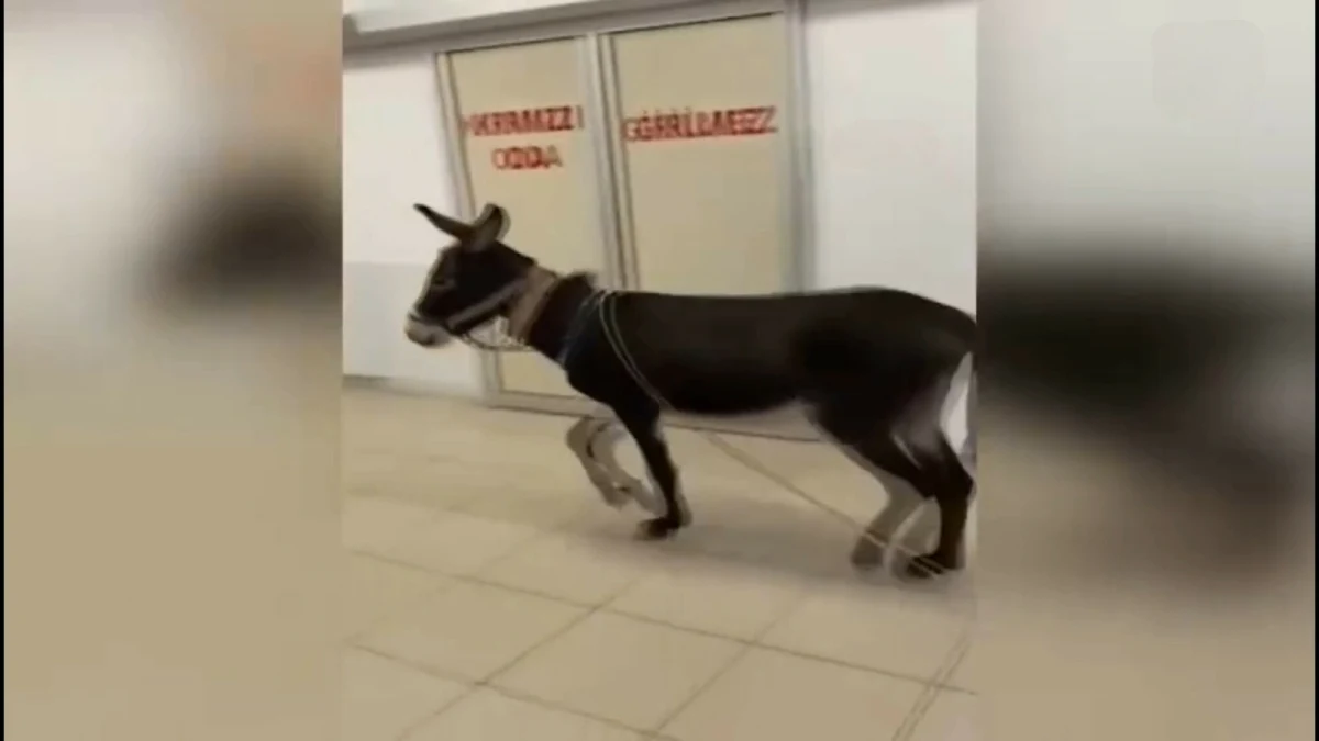 Niecodzienny widok w szpitalu w tureckiej prowincji Yalova. Placówkę odwiedził... osioł. Zwierzę skryło się w niej po ucieczce z pobliskiego komisariatu policji. 