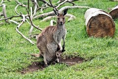 Sekretne życie kangura