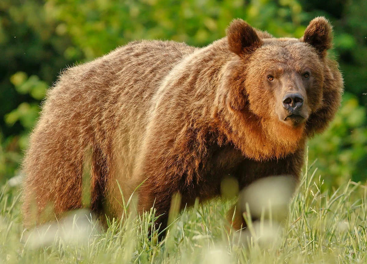 W miejscowości Bykowce niedaleko Sanoka (woj. podkarpackie) pojawił się niedźwiedź. Władze gminy apelują do mieszkańców o ostrożność. Mają też zgodę regionalnej dyrekcji ochrony środowiska na płoszenie zwierzęcia.