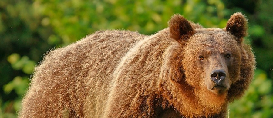 W miejscowości Bykowce niedaleko Sanoka (woj. podkarpackie) pojawił się niedźwiedź. Władze gminy apelują do mieszkańców o ostrożność. Mają też zgodę regionalnej dyrekcji ochrony środowiska na płoszenie zwierzęcia.