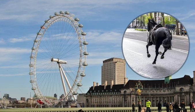 Galopujące konie w centrum Londynu. Sceny jak z filmu