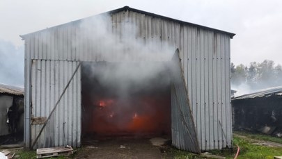 Pożar kurników w Dywitach. Sytuacja jest już opanowana