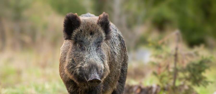 Zakaz wejścia do lasów w Gdyni ogłosiły dziś służby miejskie po sztabie kryzysowym, który zwołano w związku ze znalezieniem na Karwinach martwych dzików. Kilkanaście przebadanych osobników, było zarażone wirusem afrykańskiego pomoru świń.