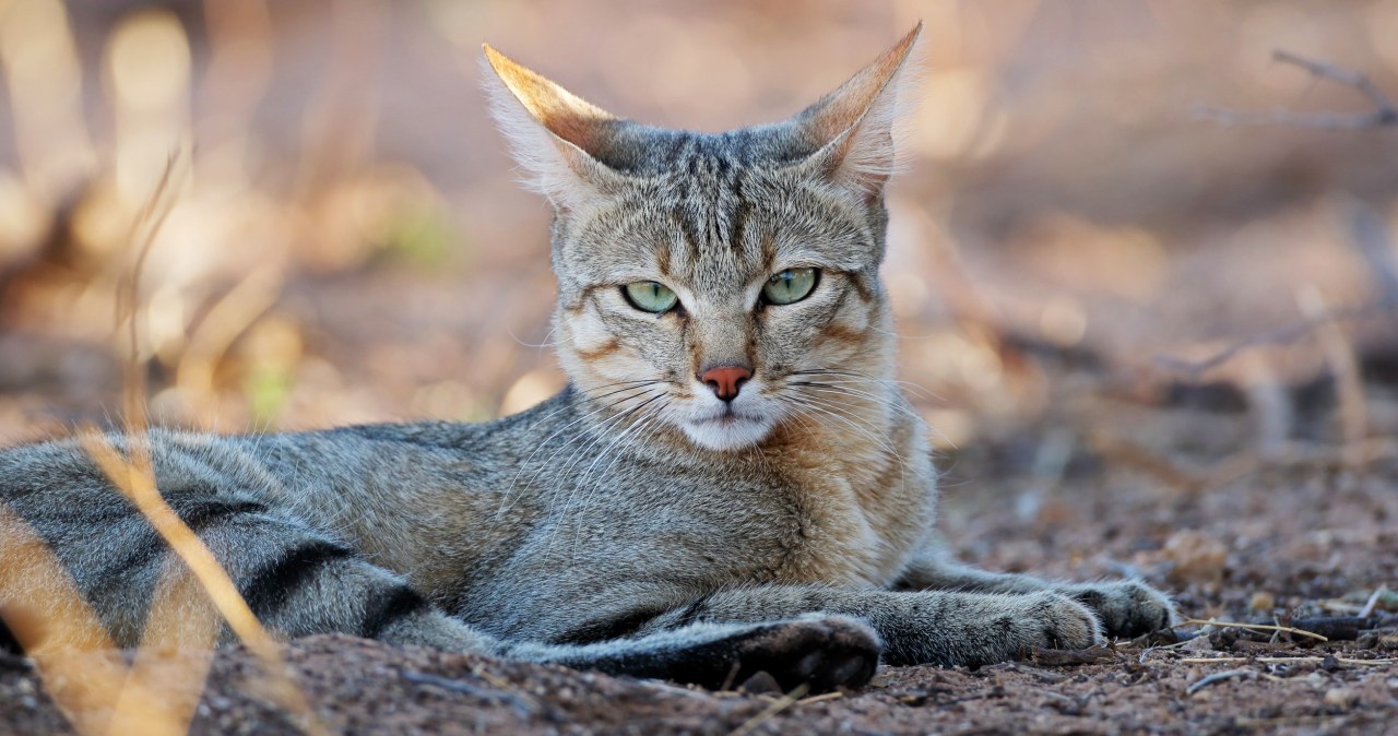 Kot domowy ma afrykańskie korzenie i zaskakującą historię udomowienia