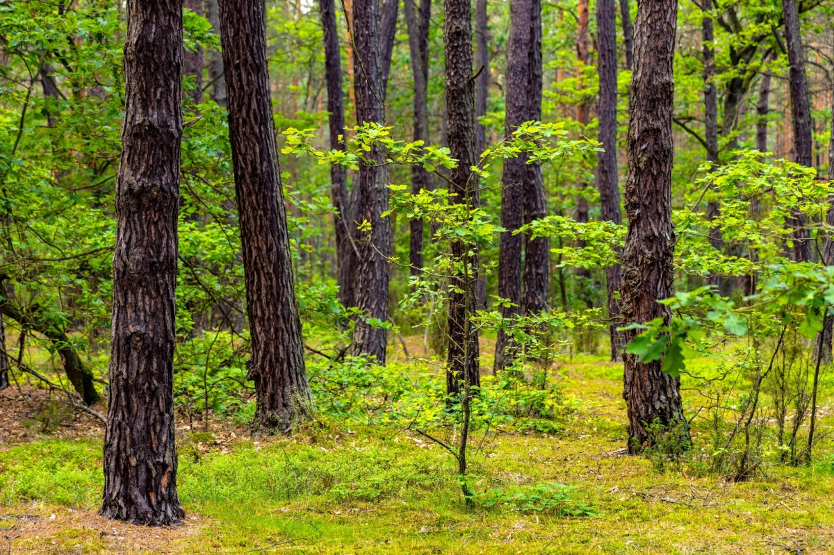 Policjanci z Rokicin (pow. tomaszowski) odnaleźli mężczyznę, który przez osiem godzin błąkał się po lesie. Gdy go spotkali, był kompletnie wycieńczony, a temperatura otoczenia spadła do 0 st. C.