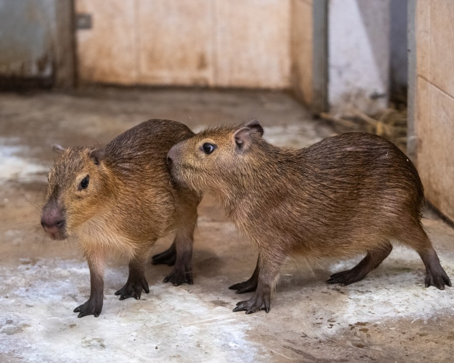 /ZOO Łódź /