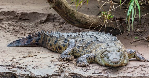 Trzy osoby zginęły w wypadku samochodu, spowodowanym przez ponad 2-metrowego krokodyla. Gad po zmroku wbiegł na drogę na obrzeżach miasta Culiacan w zachodnim Meksyku.