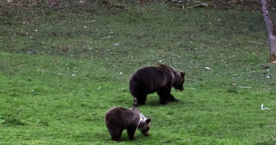 Dwa niedźwiedzie pojawiły się w rejonie Kuźnic w Zakopanem. Nagranie z tego spaceru pojawiło się w sieci. Co zrobić w razie spotkania z misiem? Przypominamy!