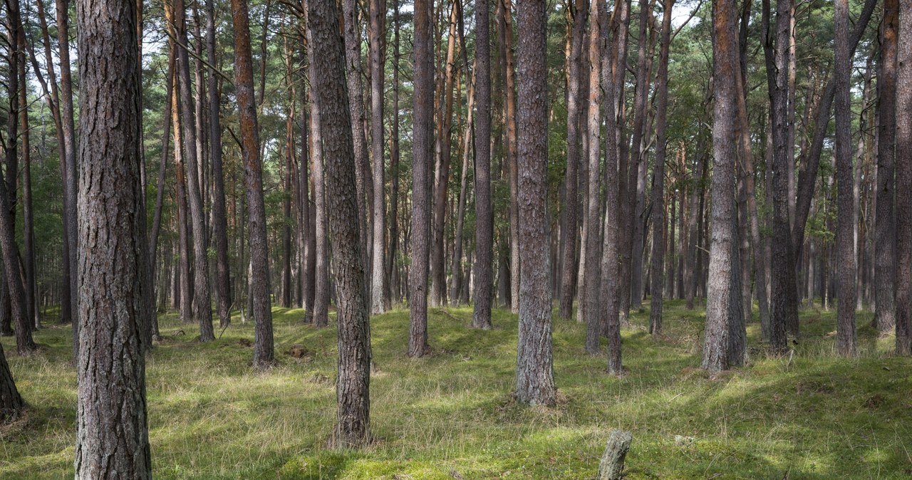  Pilny komunikat. Wystosowano apel do mieszkańców Trójmiasta