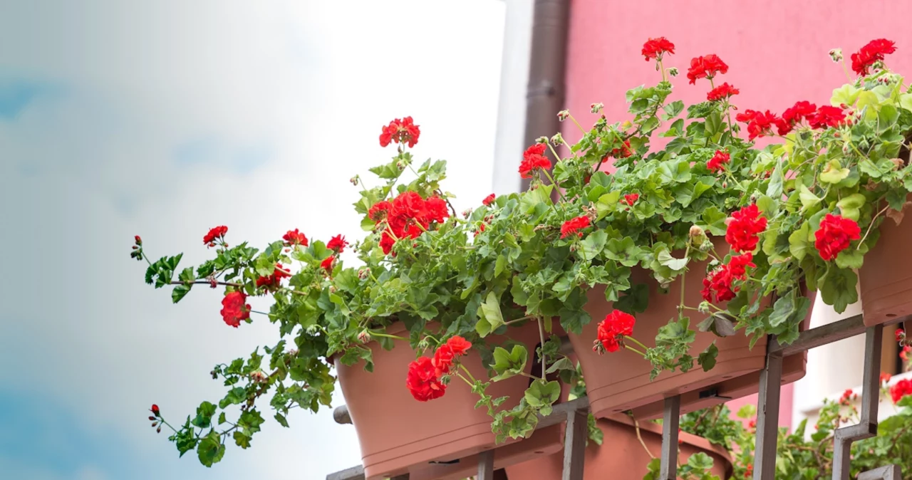  Zblenduj, przecedź i podlej pelargonie. Sąsiadki będą zerkać zazdrosnym okiem