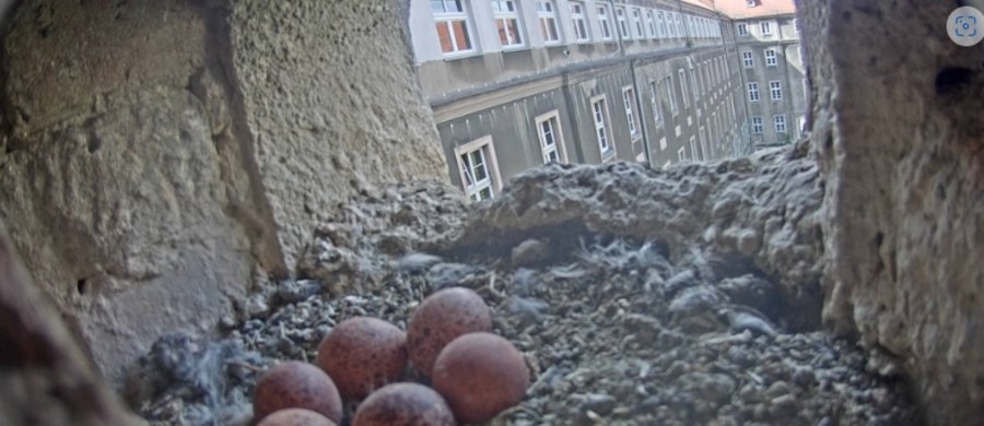 Pustułki, które uwiły gniazdo we wnęce budynku szczecińskiego magistratu spodziewają się potomstwa. Samica tym razem wysiaduje sześć jaj. Dzięki kamerom można śledzić losy ptaków.