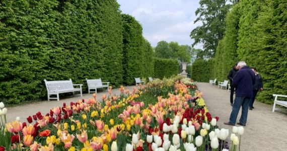 W obydwu ogrodach, dolnym i górnym, można podziwiać 27 tysięcy tulipanów w 22 odmianach. Ogromne, różowo-żółte kielichy Flaming Memory czy pierzaste, dostojne Serce Warszawy właśnie teraz prezentują się w swojej najpiękniejszej odsłonie.