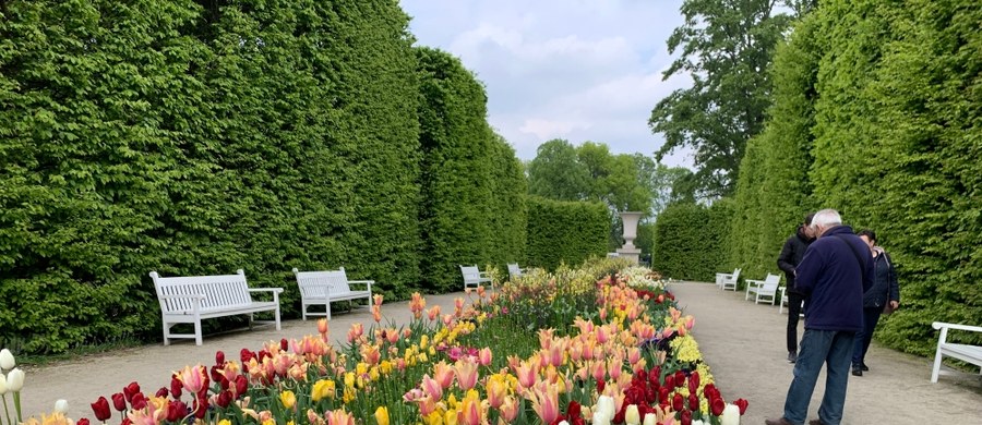 W obydwu ogrodach, dolnym i górnym, można podziwiać 27 tysięcy tulipanów w 22 odmianach. Ogromne, różowo-żółte kielichy Flaming Memory czy pierzaste, dostojne Serce Warszawy właśnie teraz prezentują się w swojej najpiękniejszej odsłonie.