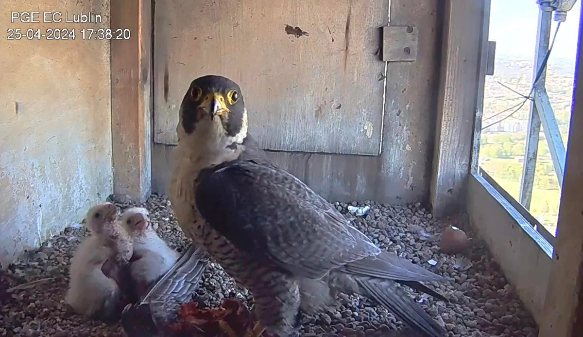 50 tys. zł nagrody chcą wyznaczyć internauci za informacje o osobie, która przyczyniła się do śmierci sokoła ze słynnego gniazda na kominie lubelskiej elektrociepłowni na Wrotkowie. Zebrali już ponad połowę tej kwoty. Ptak najprawdopodobniej został otruty.