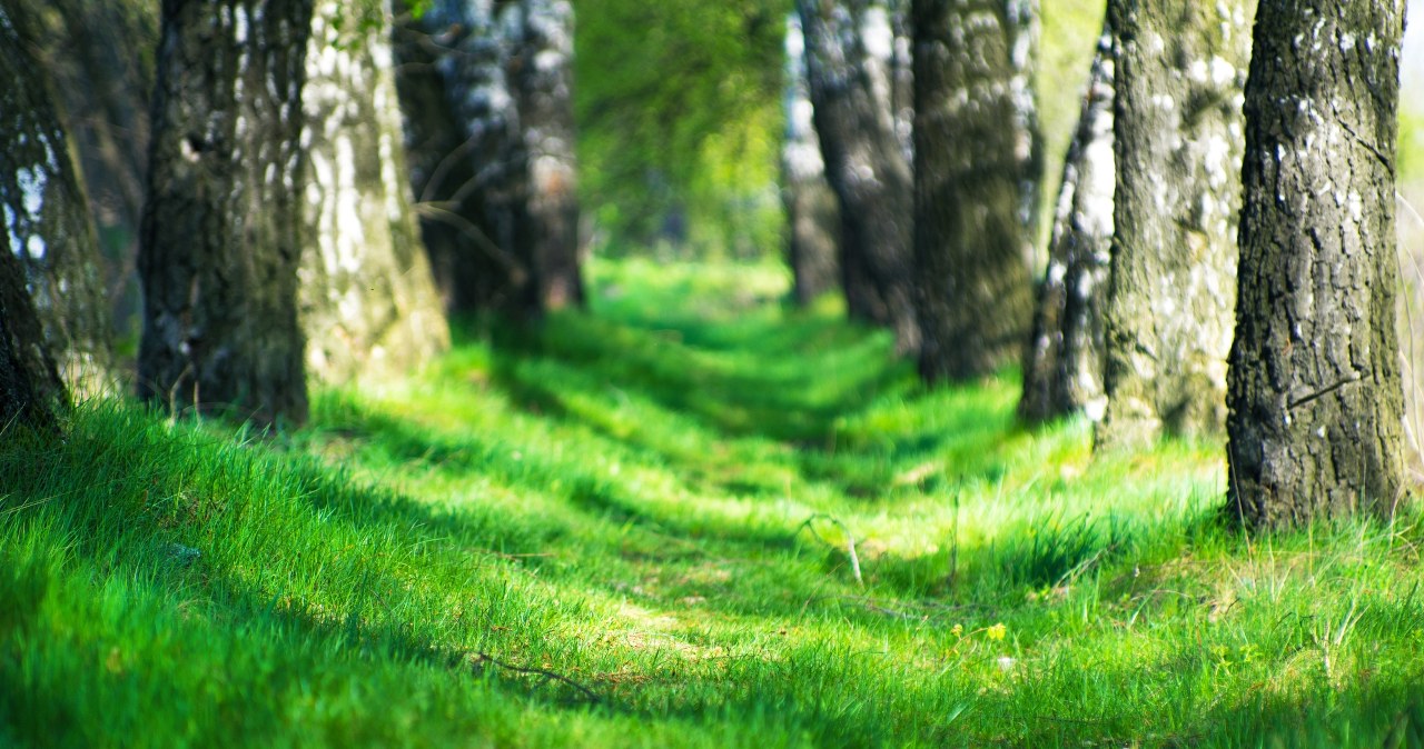 "Omijaj szerokim łukiem". Leśnicy ostrzegają przed zagrożeniem w lesie