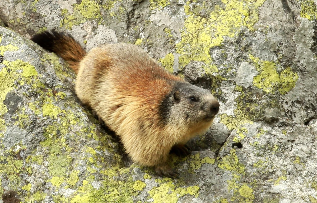 Świstaki w Tatrach czują już wiosnę i wychodzą z nor. Osłabione po zimie zwierzęta muszą teraz odbudować tkankę tłuszczową. Jak podkreślają przyrodnicy z Tatrzańskiego Parku Narodowego, wiosną waga świstaków może być nawet o 2/3 niższa niż jesienią.