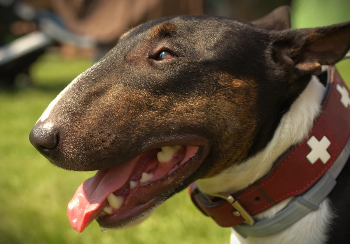 Do szpitala trafił 56-letni rowerzysta, zaatakowany przez bulteriera w gminie Stawigruda (woj. warmińsko-mazurskie). Właścicielka czworonoga "wyprowadzała" go w osobliwy sposób. Zwierzę biegło obok jej samochodu - bez smyczy i kagańca. 