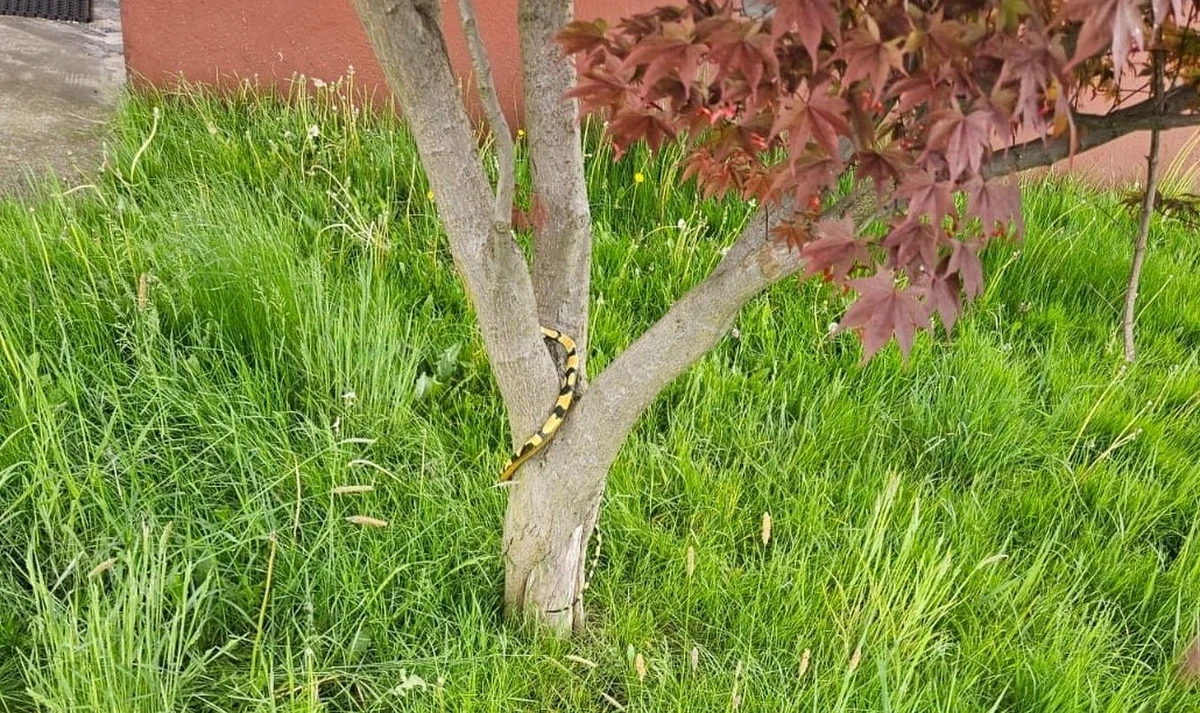 Egzotycznego węża, wygrzewającego się w wiosennym słońcu dostrzegała na drzewie mieszkanka Rajska k. Oświęcimia. Kobieta zaalarmowała policjantów i strażaków.