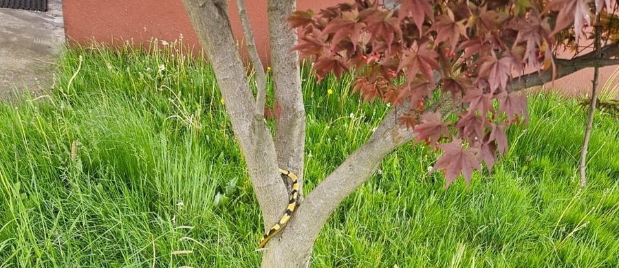 Egzotycznego węża, wygrzewającego się w wiosennym słońcu dostrzegała na drzewie mieszkanka Rajska k. Oświęcimia. Kobieta zaalarmowała policjantów i strażaków.