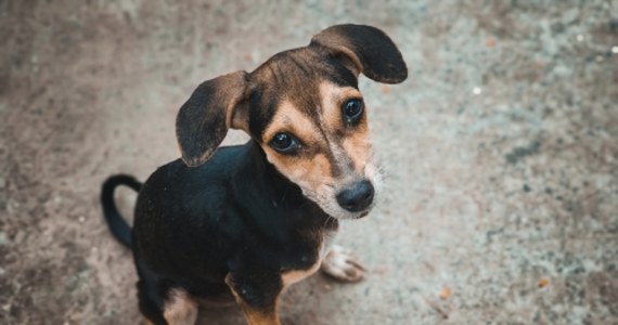 Za dokonanie ponad 20 oszustw odpowie 36-latka z Wronek. Kobieta prowadziła w internecie zbiórki na leczenie zwierząt, m.in. psa z nowotworem czy kotki po wypadku. Były fikcyjne.  