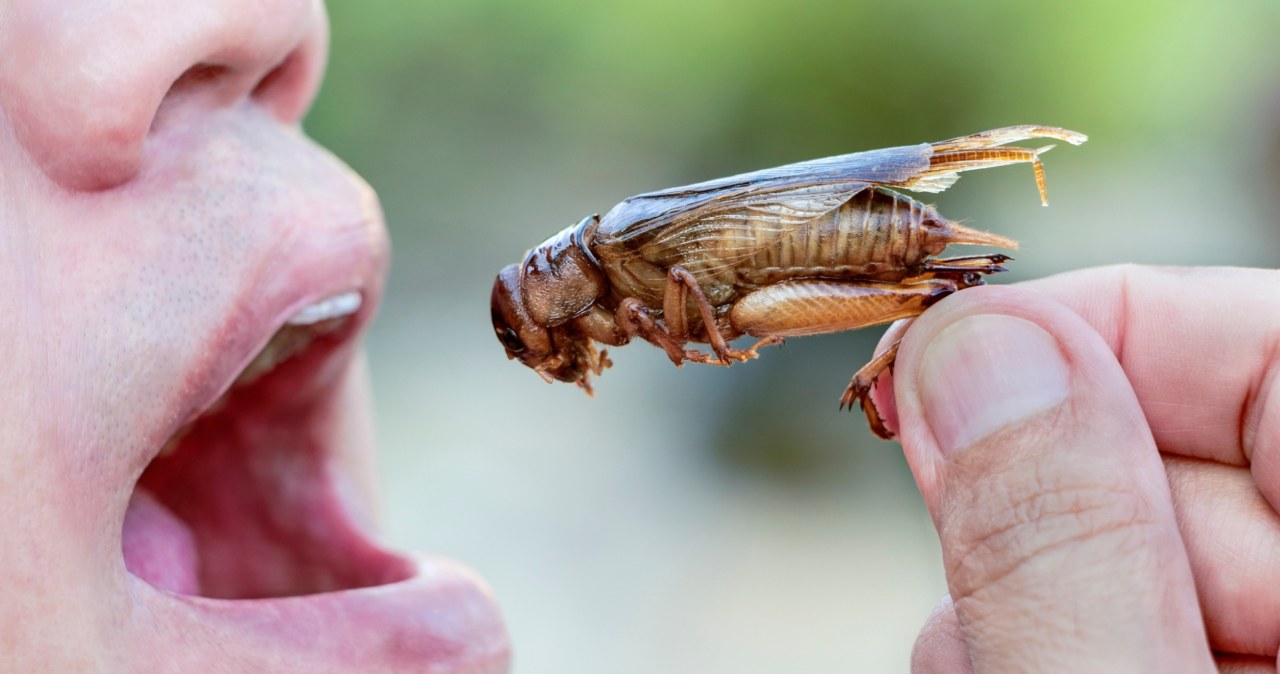 Astronauci będą zajadać się spaghetti z insektami? Wiele na to wskazuje