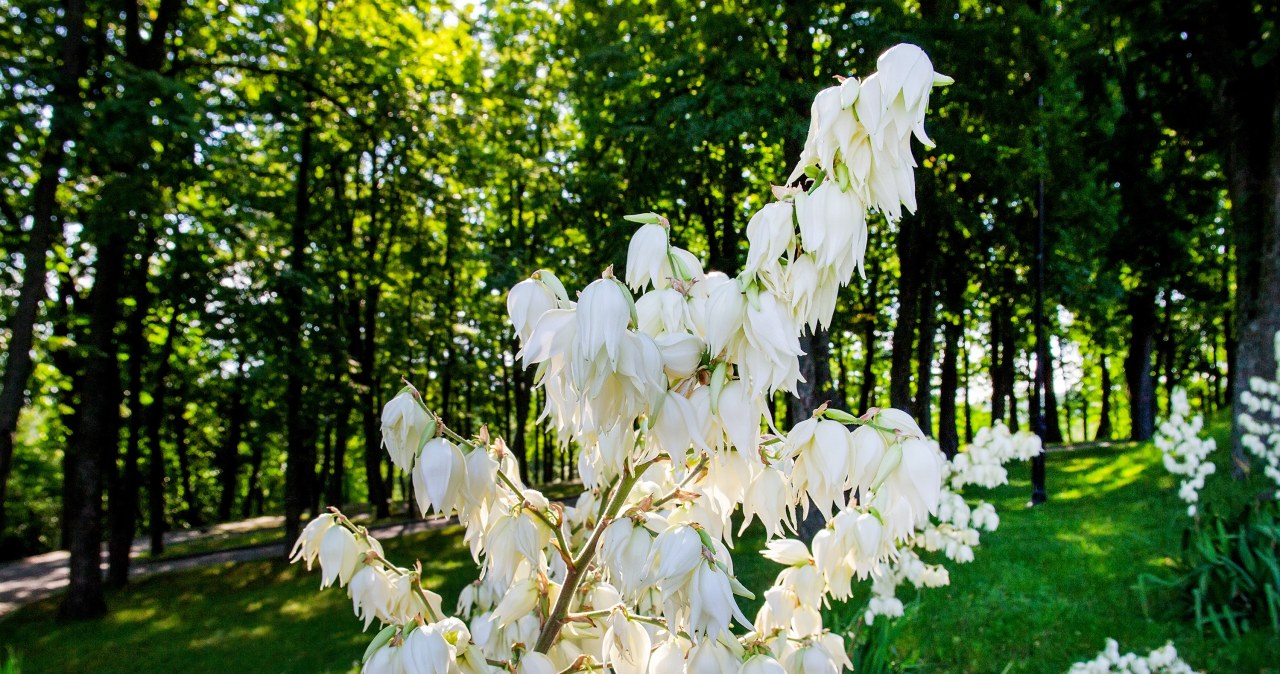 Koniecznie podsyp tym jukę ogrodową. Inaczej możesz zapomnieć o kwiatach