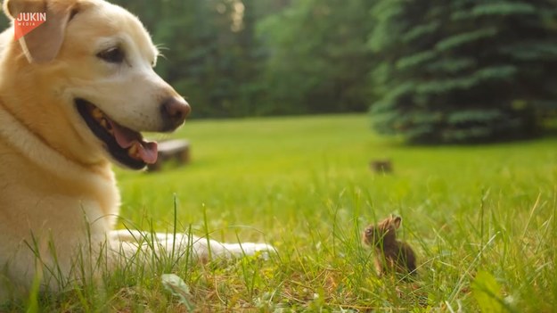 Urocza zabawa psa z małym królikiem.