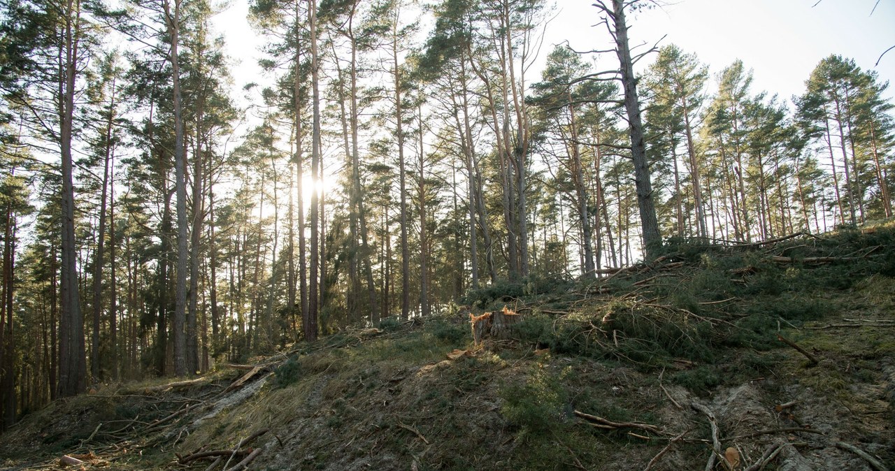  Cała Polska w alertach. Powodem dobra pogoda