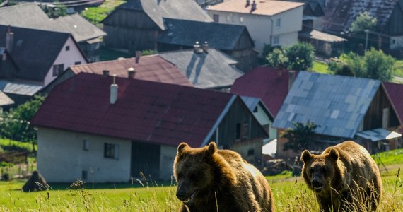 57-letni Słowak został zaatakowany w lesie przez niedźwiedzicę. Został raniony, ale na szczęście zdołał uciec. Biegł zakrwawiony, nie wypuszczając z rąk siatki z grzybami – podają słowackie media. 