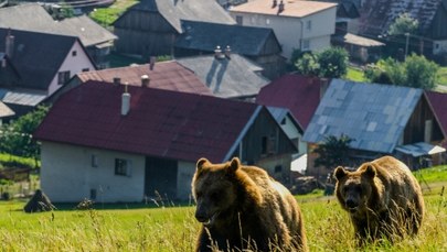 Niedźwiedzica z młodymi zaatakowała grzybiarza na Słowacji
