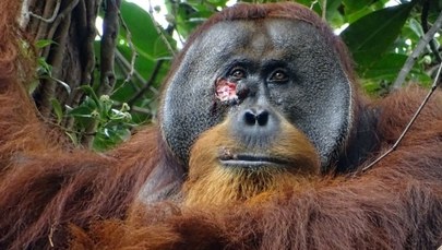 Ranny orangutan sam zrobił sobie ziołowe lekarstwo